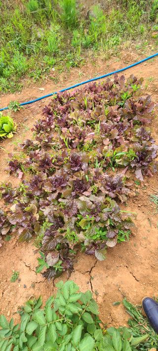 손정화 님의 상추 · 영농일지 작성글 사진