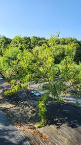 팜모닝 복숭아·영농일지 게시글 이미지