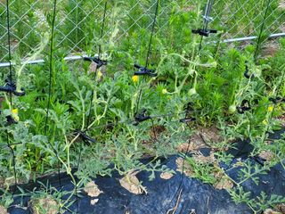 향기나무농장 님의 자유주제 · 자유게시판 작성글 사진