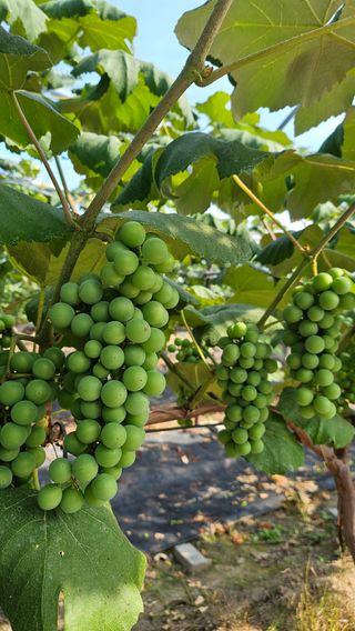 내촌촌놈님의 포도 · 영농일지 작성글 사진