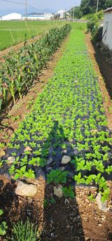 팜모닝 참깨·영농일지 게시글 이미지