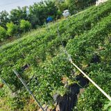 팜모닝 고추·영농일지 게시글 이미지