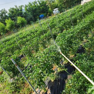 파더곰님의 고추 · 영농일지 작성글 사진