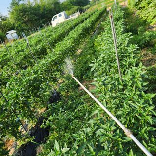 파더곰님의 고추 · 영농일지 작성글 사진