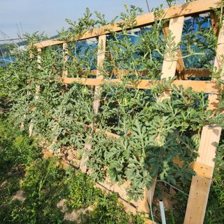 파더곰님의 고추 · 영농일지 작성글 사진