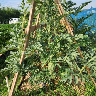 파더곰님의 고추 · 영농일지 작성글 사진