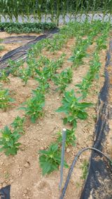 팜모닝 참깨·병해충상담 게시글 이미지