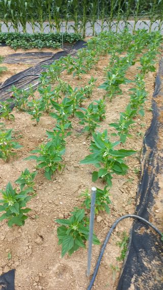 함선명님의 참깨 · 병해충상담 작성글 사진