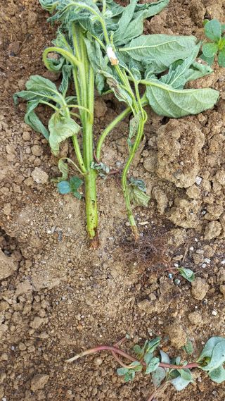 함선명님의 참깨 · 병해충상담 작성글 사진