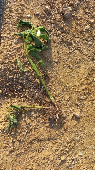 함선명님의 참깨 · 병해충상담 작성글 사진