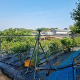 팜모닝 블루베리·영농일지 게시글 이미지