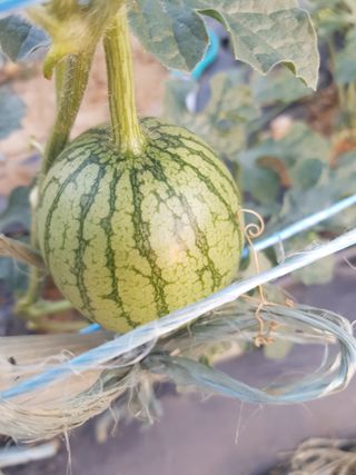 코알라님의 기타작물 · 영농일지 작성글 사진