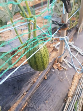 코알라님의 기타작물 · 영농일지 작성글 사진