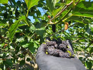 내츄럴팜 채명심님의 기타작물 · 영농일지 작성글 사진