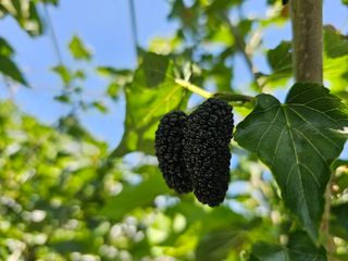 내츄럴팜 채명심님의 기타작물 · 영농일지 작성글 사진