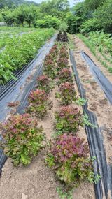 팜모닝 ☔️장마 대비 하셨나요?·참여글 게시글 이미지