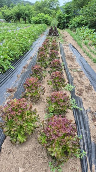 꿈치님의 ☔️장마 대비 하셨나요? · 참여글 작성글 사진