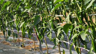 홍성부님의 자유주제 · 자유게시판 작성글 사진