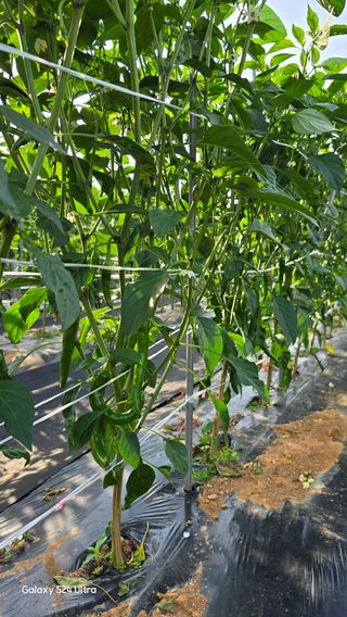 홍성부님의 자유주제 · 자유게시판 작성글 사진