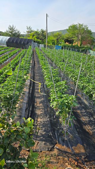 홍성부님의 자유주제 · 자유게시판 작성글 사진