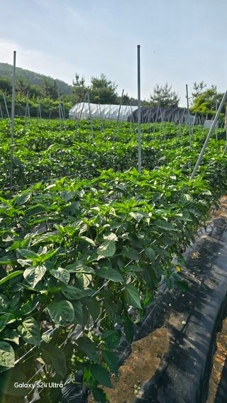 홍성부님의 자유주제 · 자유게시판 작성글 사진