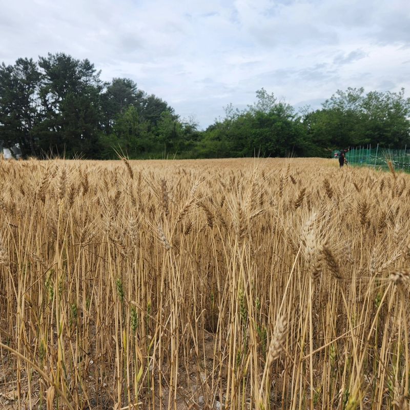 장터 상품 [밀쌀. 통밀 입니다 ] 썸네일