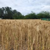 팜모닝 · 게시글 이미지