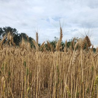 호박13997님의 작성글 사진