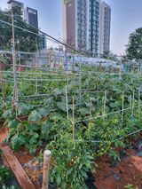 팜모닝 고추·영농일지 게시글 이미지