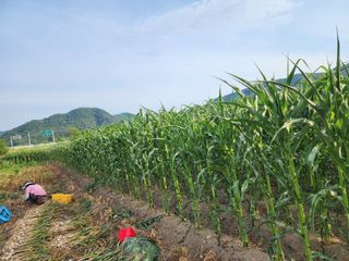 강촌지기님의 마늘 · 영농일지 작성글 사진