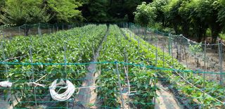 이진국님의 고추 · 영농일지 작성글 사진