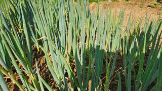 이왕권님의 파 · 병해충상담 작성글 사진