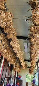 팜모닝 마늘·영농일지 게시글 이미지