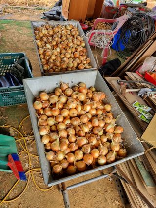 신영철(충남청양군)님의 양파 · 영농일지 작성글 사진