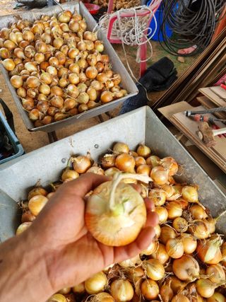 신영철(충남청양군)님의 양파 · 영농일지 작성글 사진