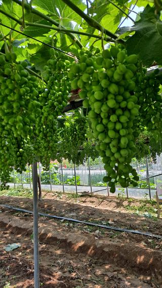 맥국왕자.정형구님의 포도 · 영농일지 작성글 사진