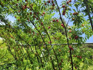 유병선(김천자두)님의 자유주제 · 자유게시판 작성글 사진