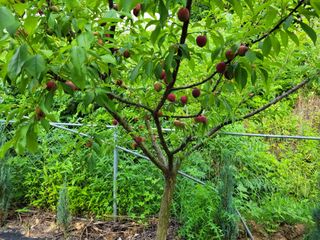 유병선(김천자두)님의 자유주제 · 자유게시판 작성글 사진