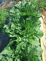 팜모닝 배추·영농일지 게시글 이미지