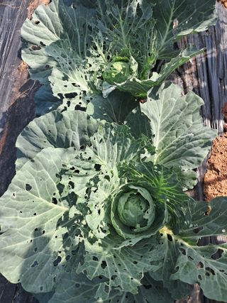 장은주님의 배추 · 영농일지 작성글 사진