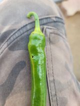 팜모닝 고추·병해충상담 게시글 이미지