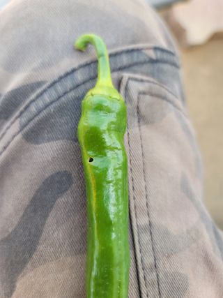 천지현황님의 고추 · 병해충상담 작성글 사진