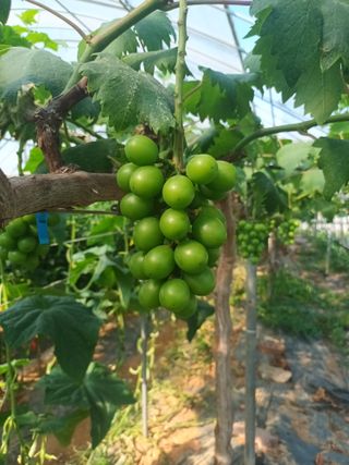 박철수(샤인머스켓)님의 자유주제 · 자유게시판 작성글 사진