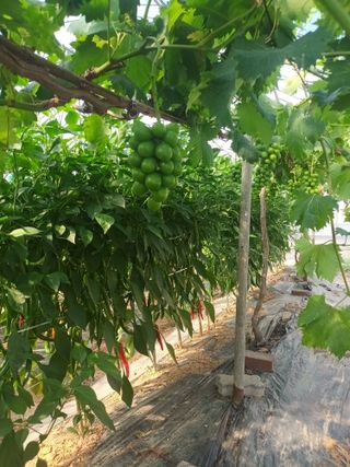 박철수(샤인머스켓)님의 자유주제 · 자유게시판 작성글 사진