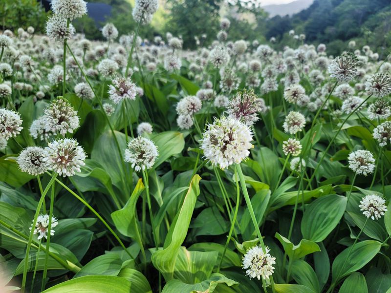 장터 상품 [5년근 산마늘(명이나물) 모종] 썸네일