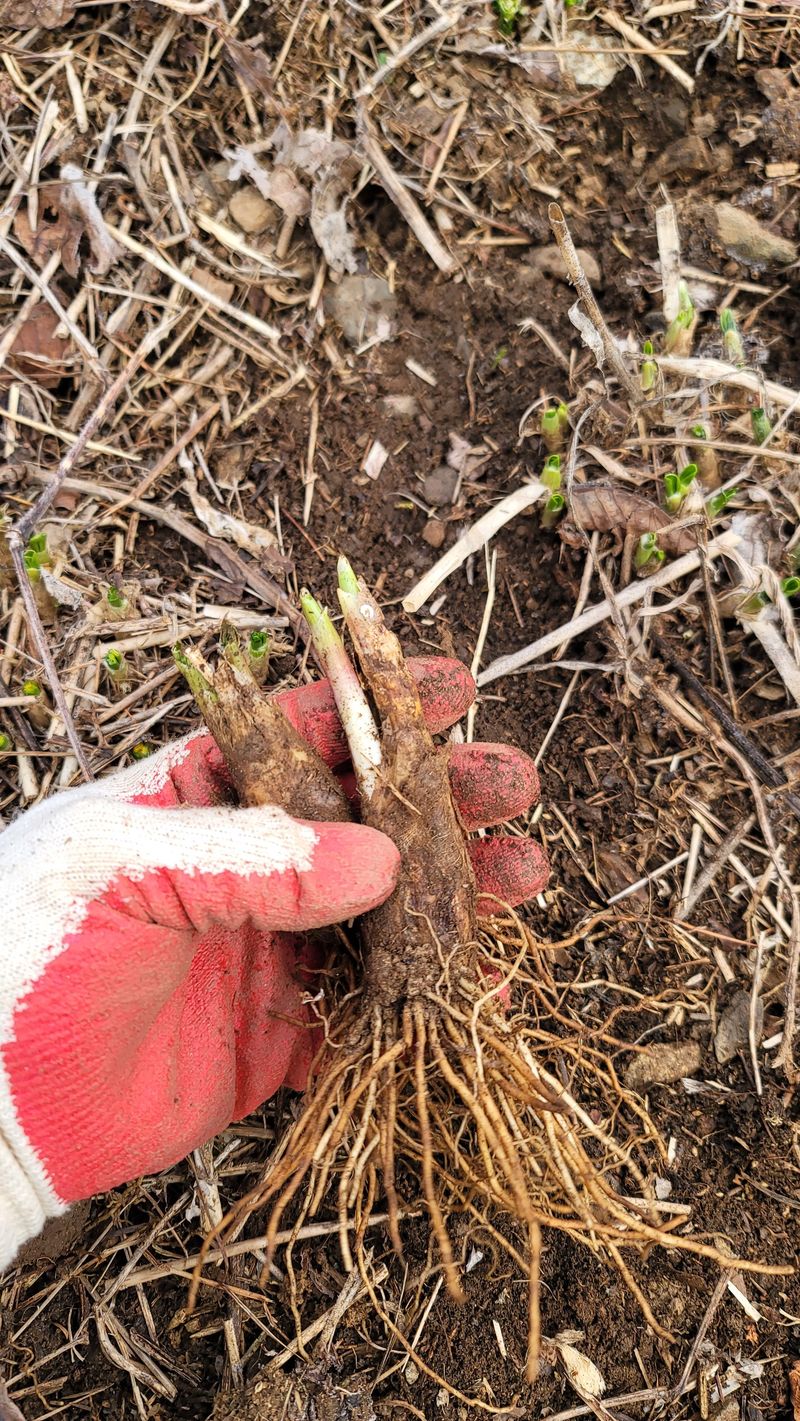 운봉골농원(배강조)님의 장터 판매 상품 [5년근 산마늘(명이나물) 모종] 첨부 사진