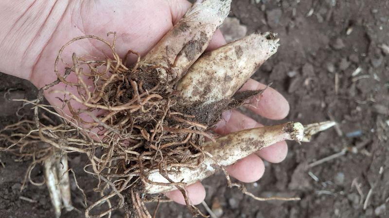 운봉골농원(배강조)님의 장터 판매 상품 [5년근 산마늘(명이나물) 모종] 첨부 사진