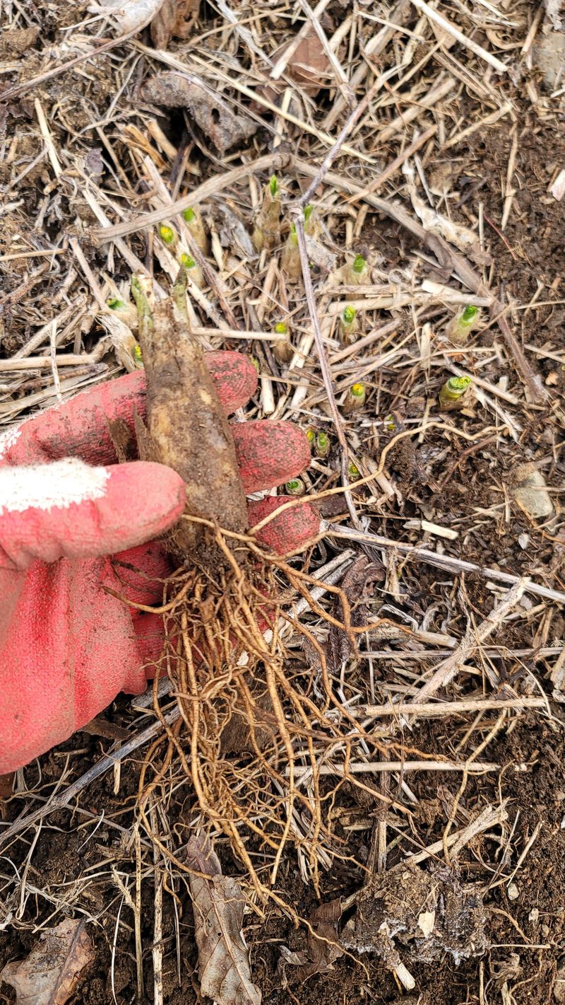 운봉골농원(배강조)님의 장터 판매 상품 [5년근 산마늘(명이나물) 모종] 첨부 사진