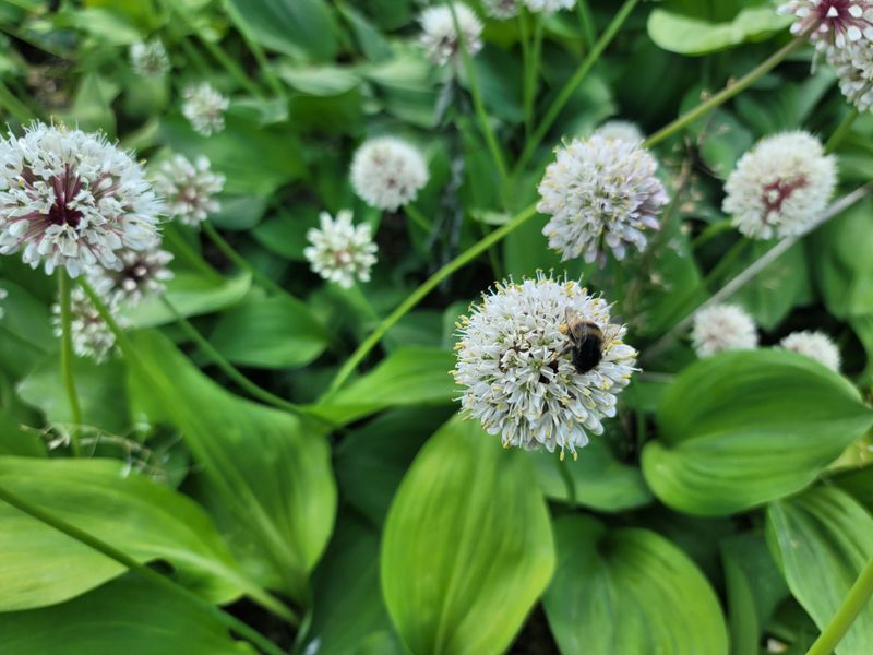 운봉골농원(배강조)님의 장터 판매 상품 [5년근 산마늘(명이나물) 모종] 첨부 사진