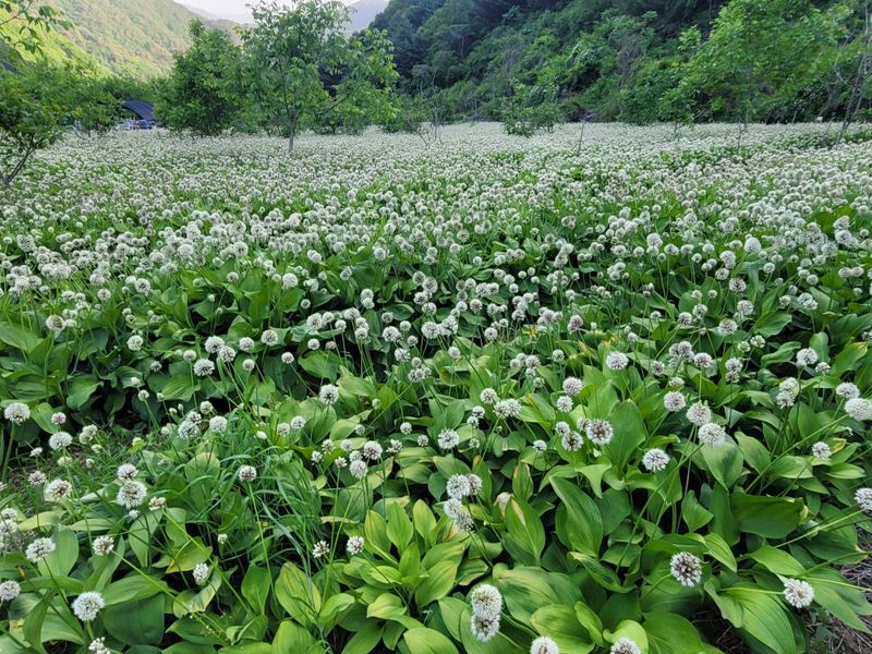 운봉골농원(배강조)님의 장터 판매 상품 [5년근 산마늘(명이나물) 모종] 첨부 사진